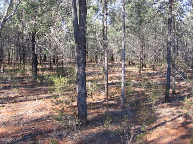 The confluence is directly behind the conifer in the foreground, in between the three smaller conifers standing directly behind.