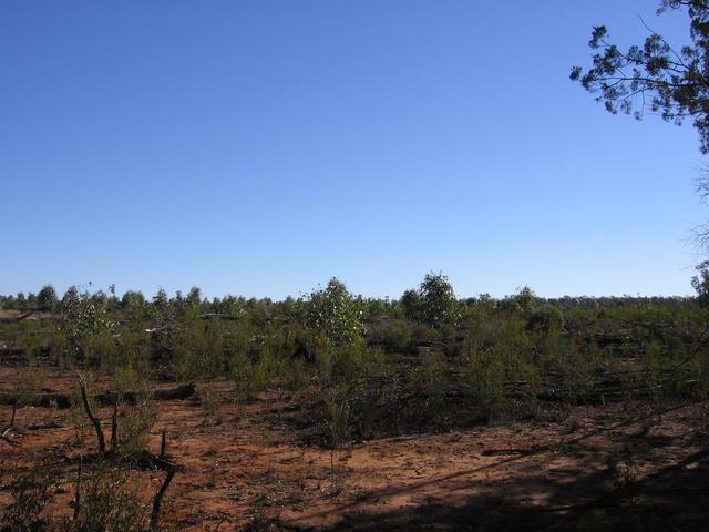 Looking west from the confluence.