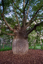 #12: A large bottle tree in nearby Roma