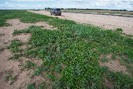 #5: Ground cover at the confluence point