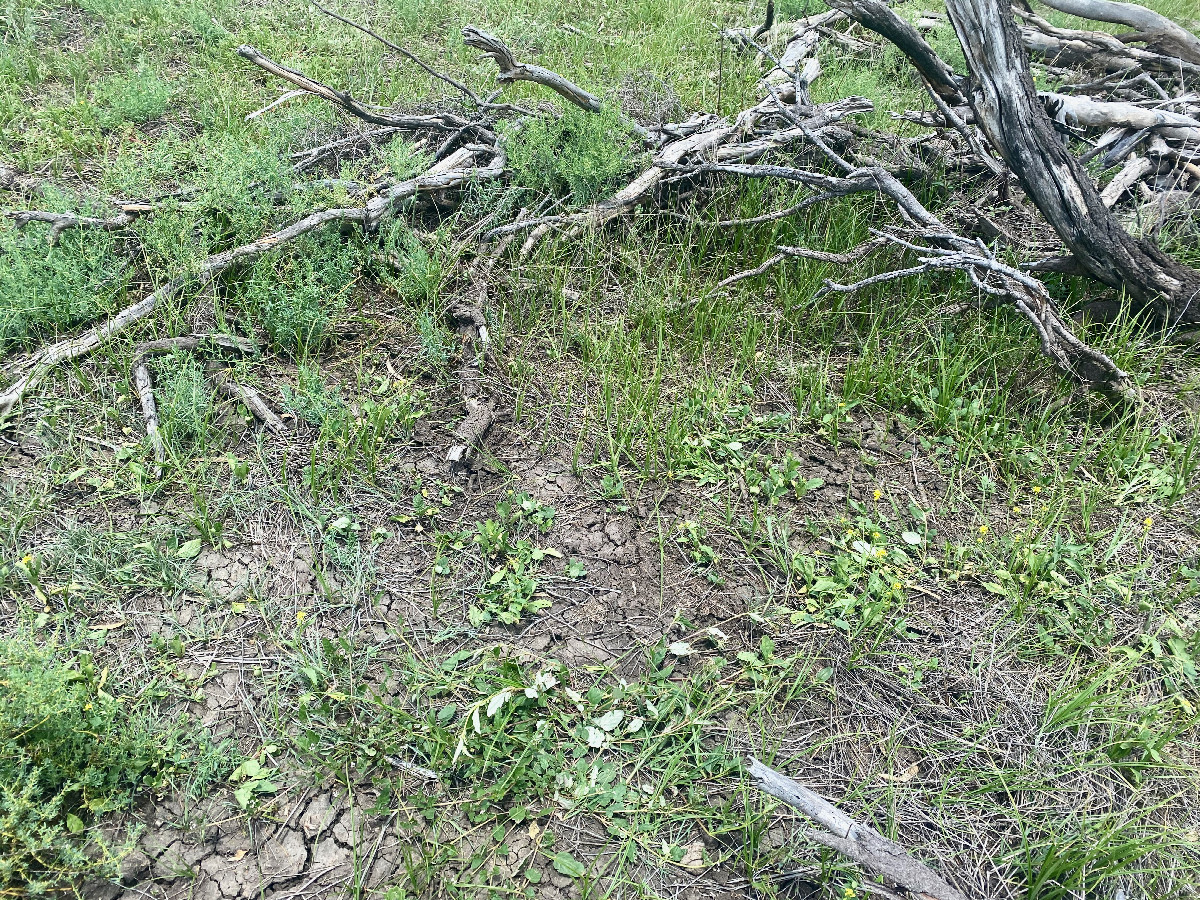 Ground cover at the confluence point