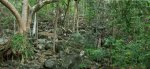 #3: Rainforest on the rocky slope east of the point
