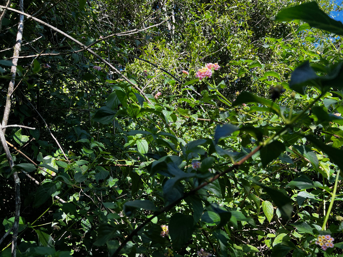 This is as close as I could get.  This thick tangle of lantana plants blocked my way.