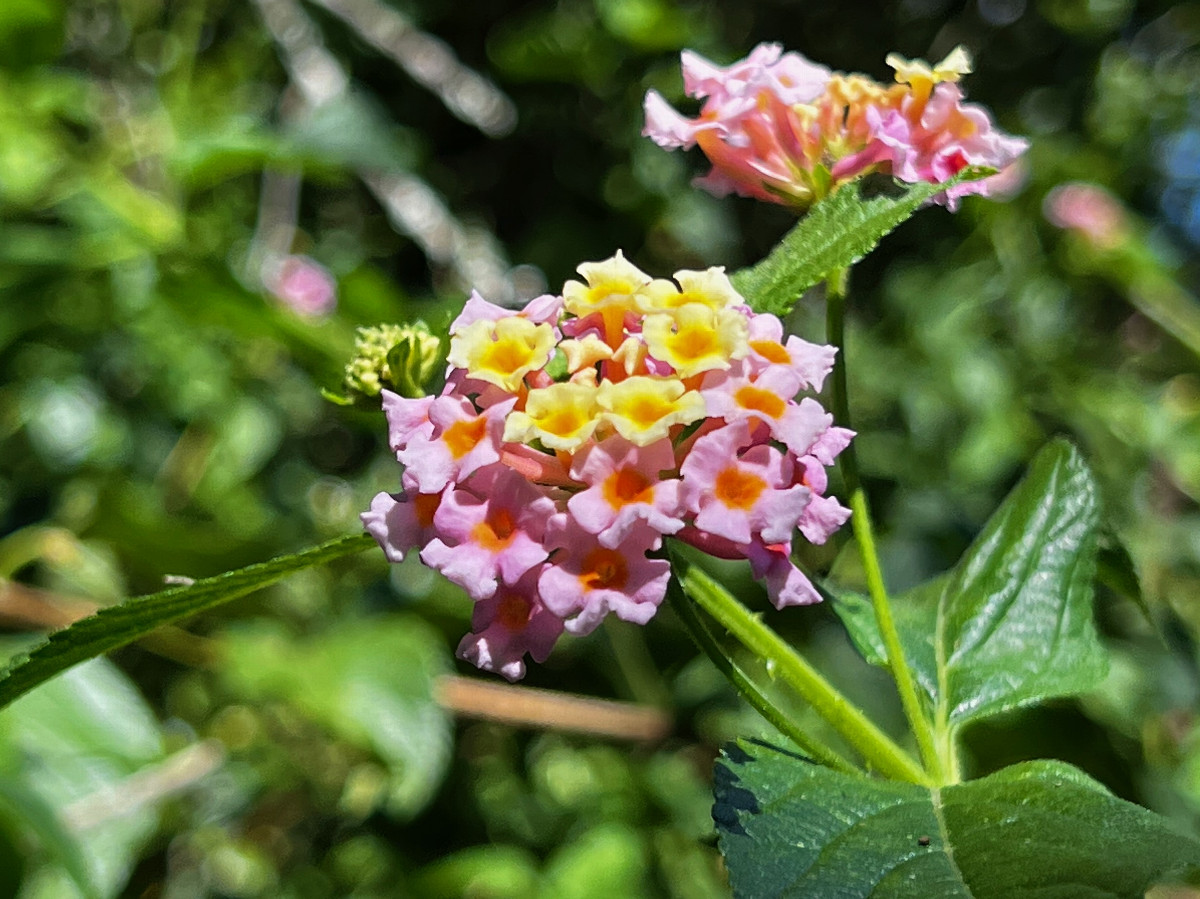 Lantana’s one redeeming feature: It has pretty flowers
