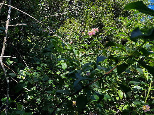 #1: This is as close as I could get.  This thick tangle of lantana plants blocked my way.