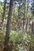 #3: Another view from the confluence point, showing a native bottlebrush flower