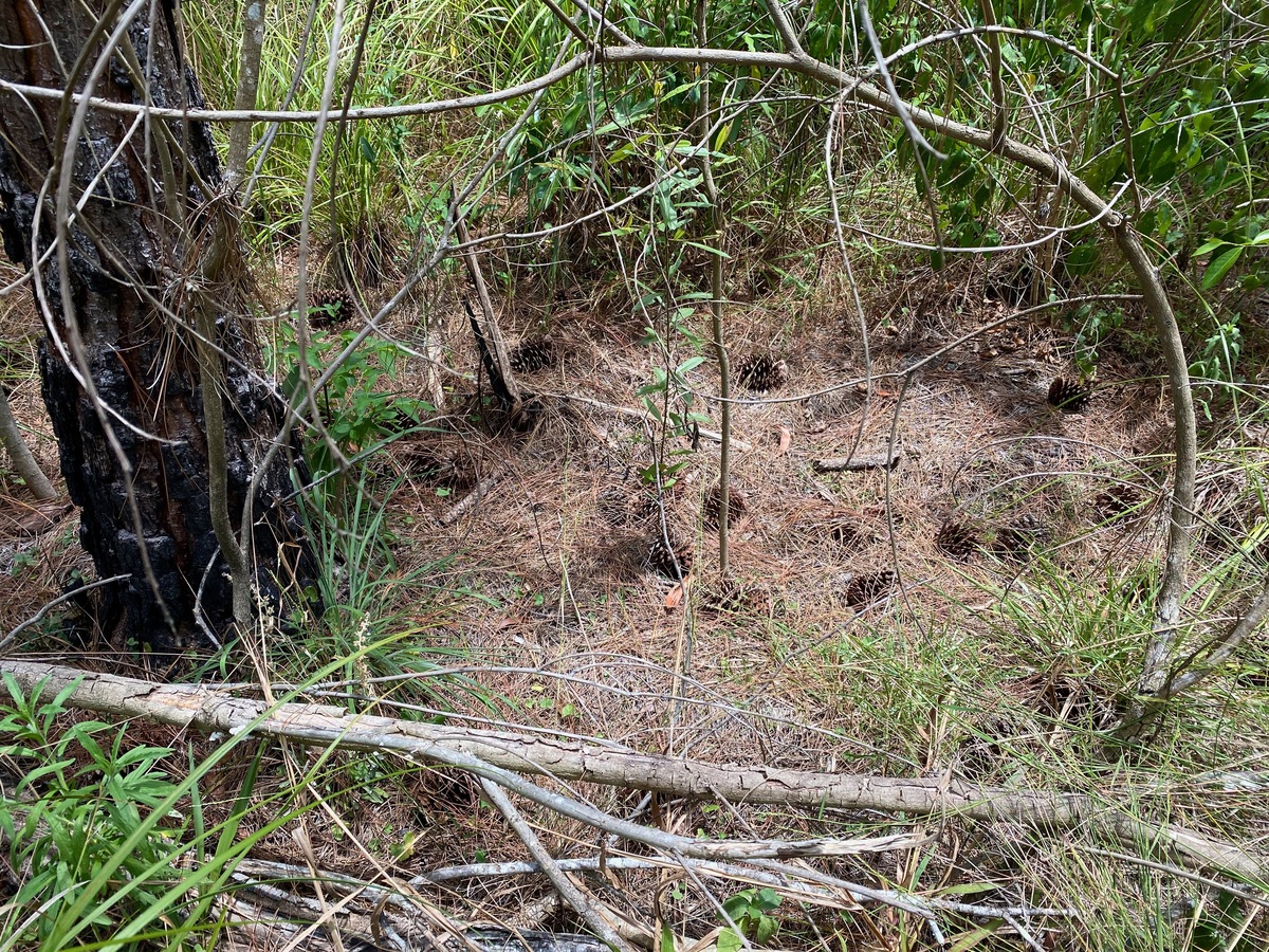 Ground cover at the confluence point