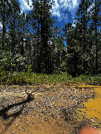 #9: hier geht es in den Wald