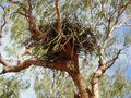 #11: Wedge Tail Eagle Nest/Tree