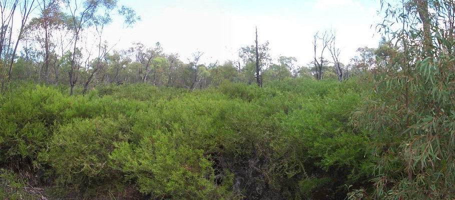 Hookbush thicket