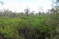 #4: Hookbush thicket