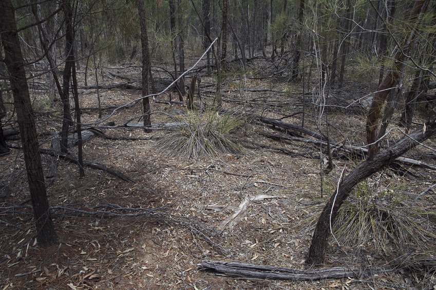 The confluence point lies in a forest