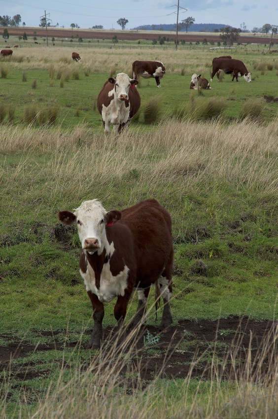 Curious Confluence Cattle!