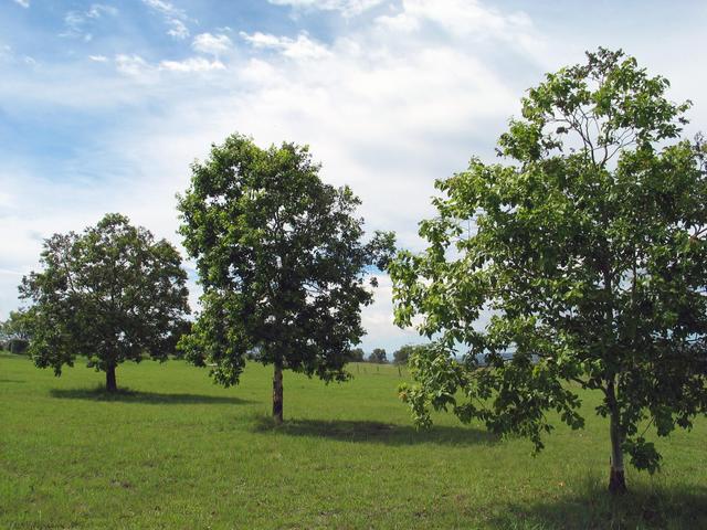 Some trees in the paddock on the short walk from the car to the confluence