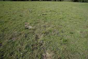 #1: The confluence point lies in a cow paddock