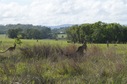 #7: Curious kangaroos retreat as I walk towards the confluence point (which is near the centre of this photo)