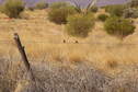 #8: The Barbed Wire fence with Zebra Finches