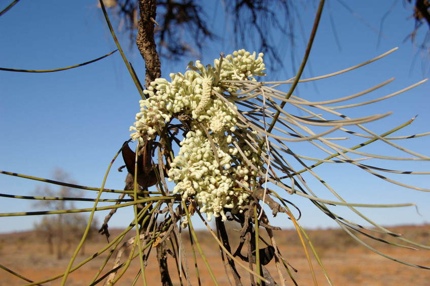 The Hakea flower