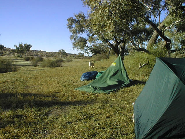 Dingo at camp.