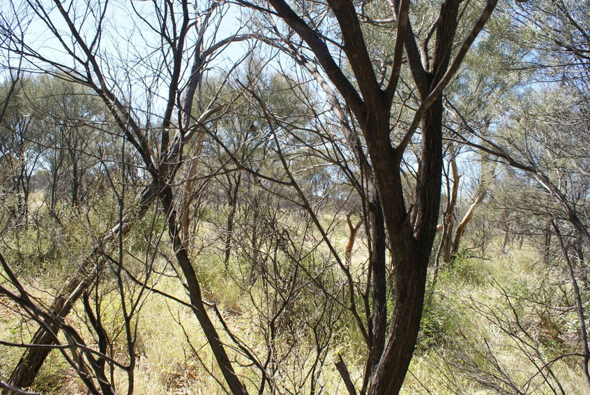 View east from confluence position