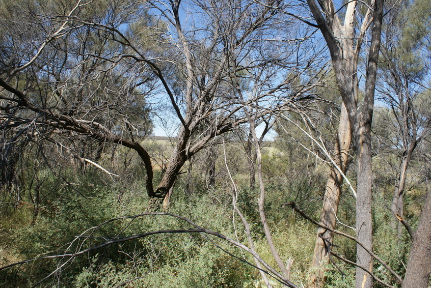 View South from confluence position