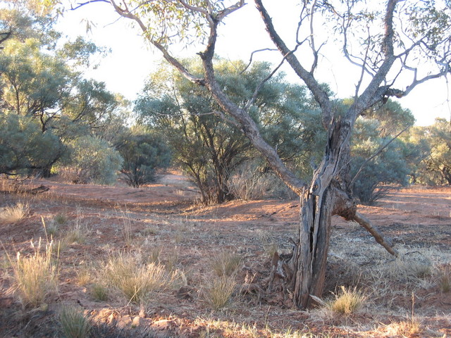 Arckaringa Creek floodplain