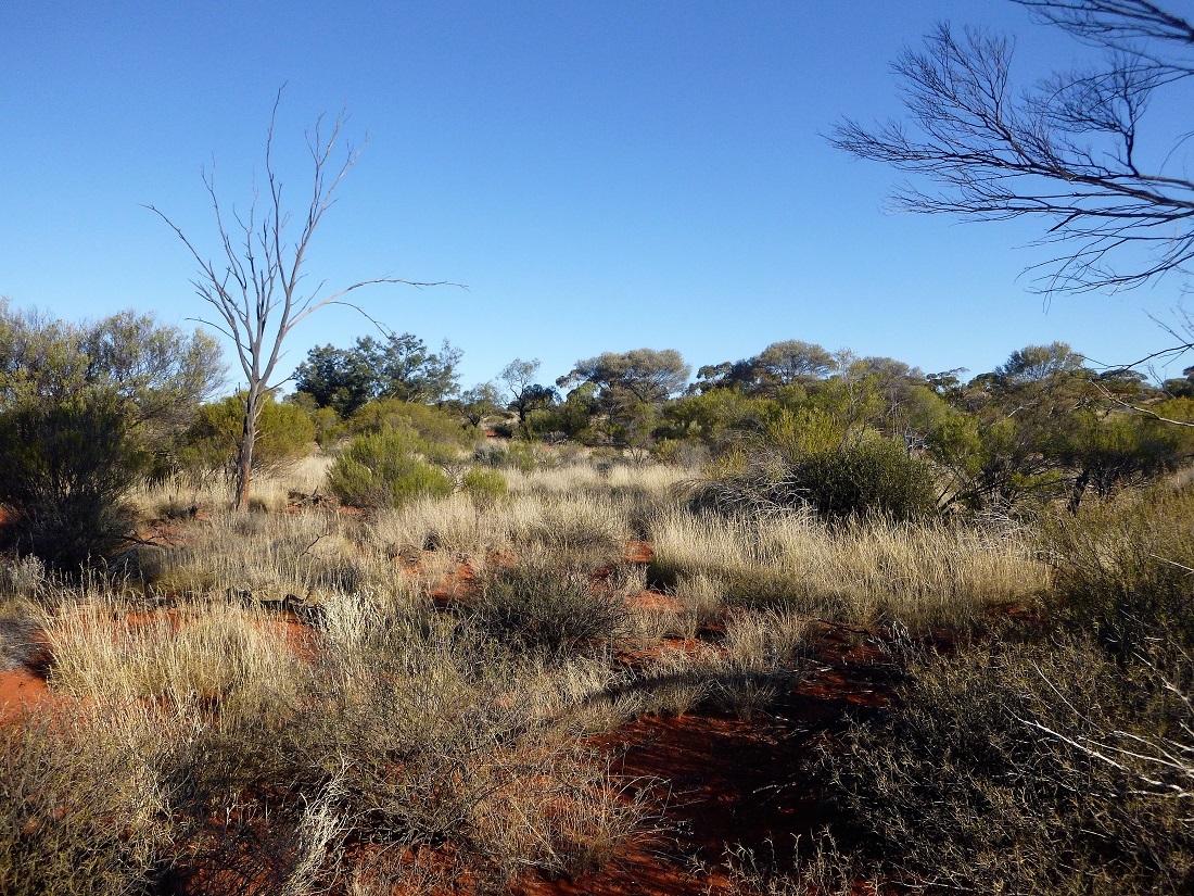 Looking south from the confluence spot