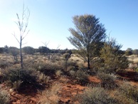 #3: Looking north from the confluence spot.