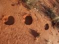 #6: Camel hoofprints at the site