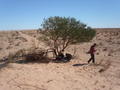 #10: Tirari desert, Lake Florence, the road and lunch tree