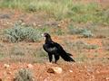 #7: A wedge tail eagle - Australia's largest bird of prey, near the confluence