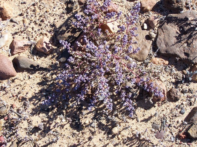 Local flora