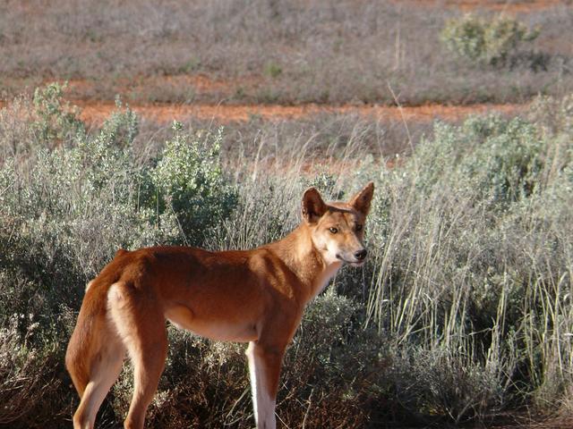 Dingo (native dog) The only animal we saw for days