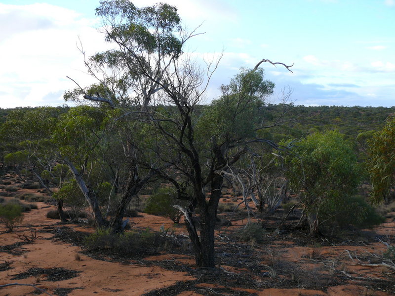 Looking North