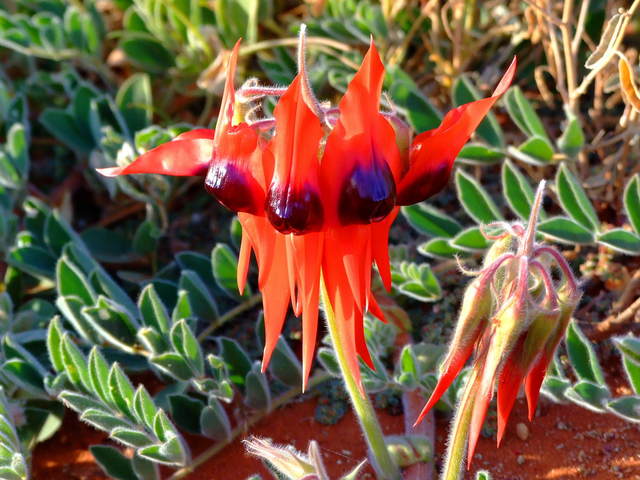 Sturts Desert Pea