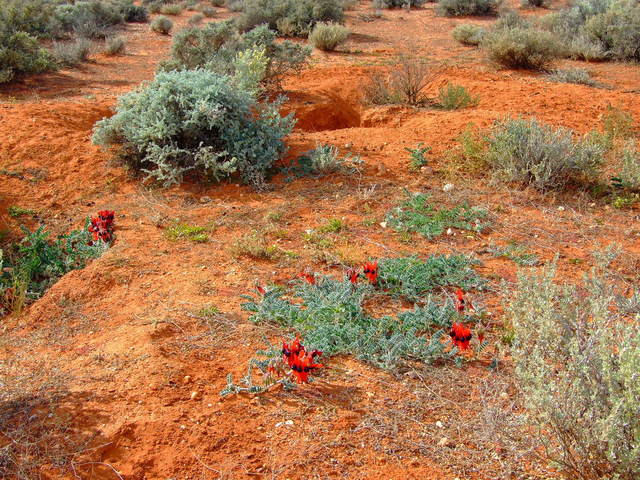 Sturts Desert Pea in Flower on a Wombat Warren