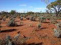 #4: View from the confluence looking south