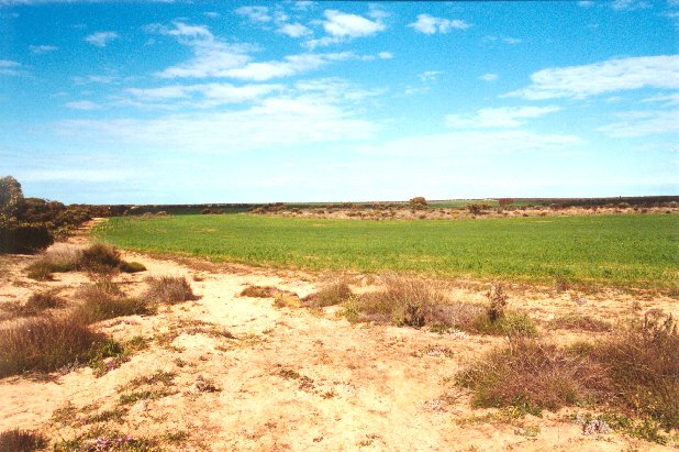 Looking south - farm field.