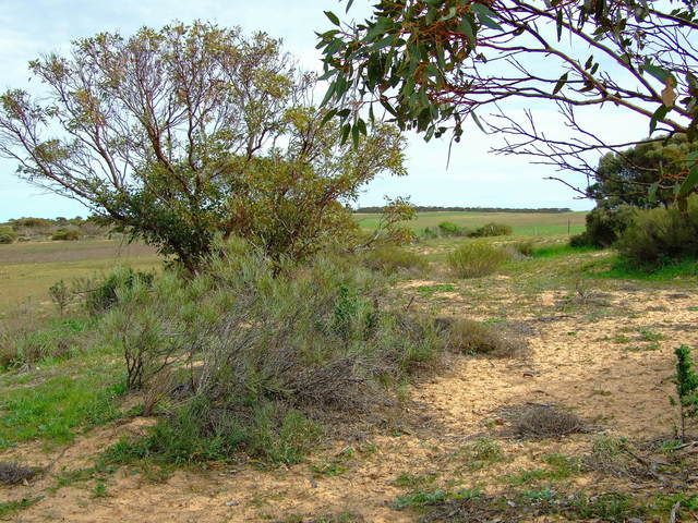 Looking West