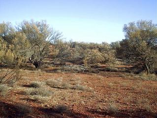 #1: View north from the confluence