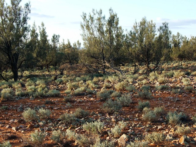 Looking North from the Confluence