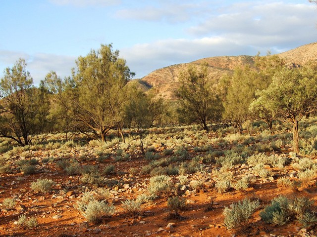 Looking East from the Confluence