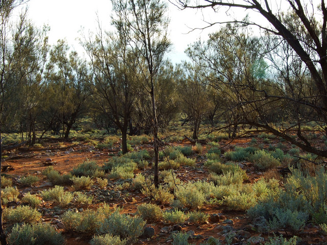 Looking West from the Confluence