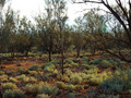 #5: Looking West from the Confluence