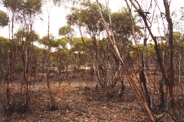 Scattered small trees.