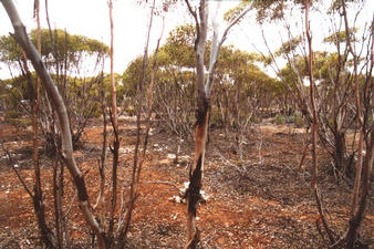 #1: Looking south west, a small cairn is just behind the central tree.