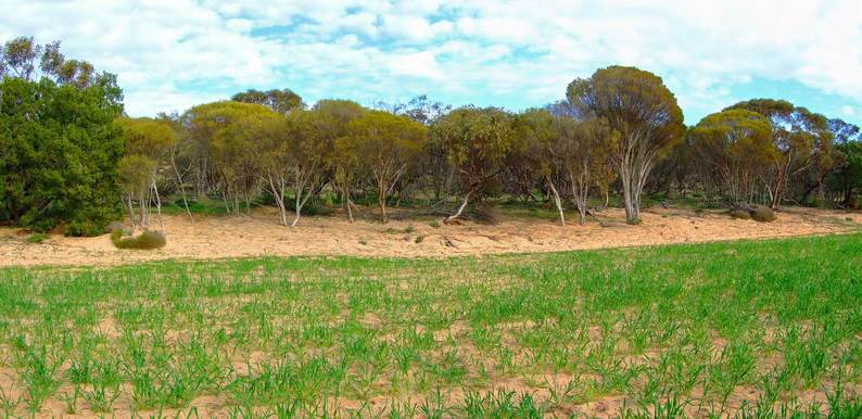 General View of Confluence Area Looking towards Pinkawillinie Conservation Park