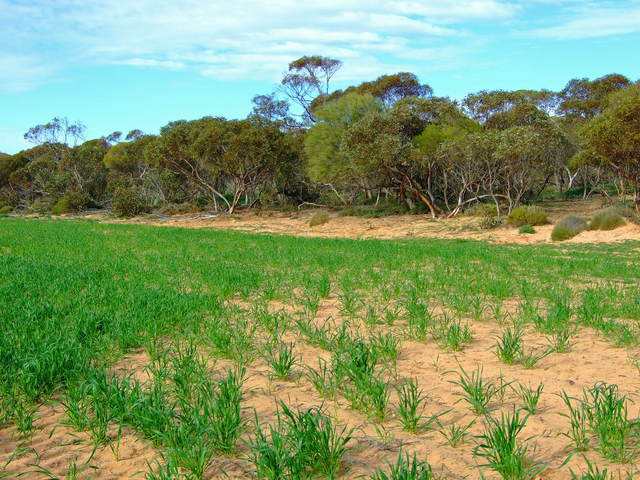 Looking South