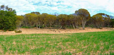 #1: General View of Confluence Area Looking towards Pinkawillinie Conservation Park