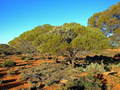 #8: Mistletoe growing in a Mulga Tree